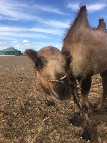 Camel in the Gobi Desert of Mongolia